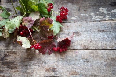 Arka plan üzerinde kırmızı kuş üzümü yakın çekim