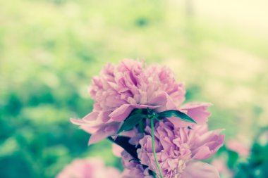 Arka planda şakayık çiçekler, yakın çekim