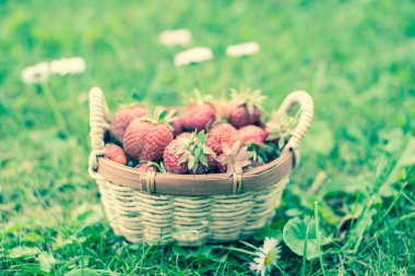 arka planda kova taze çilek