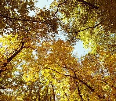 Arka planda ağaçlar olan sonbahar parkı