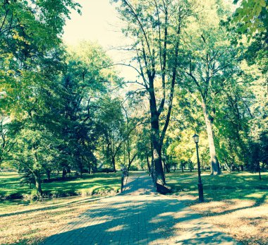 Arka planda ağaçlar olan sonbahar parkı