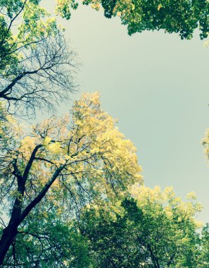 Arka planda ağaçlar olan sonbahar parkı