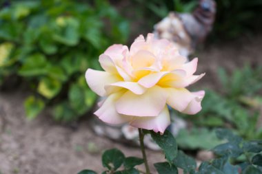 Sarı zemin üzerine gül, yakın çekim