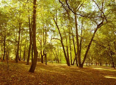 Arka planda ağaçlar olan sonbahar parkı