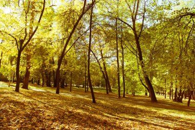 Arka planda ağaçlar olan sonbahar parkı