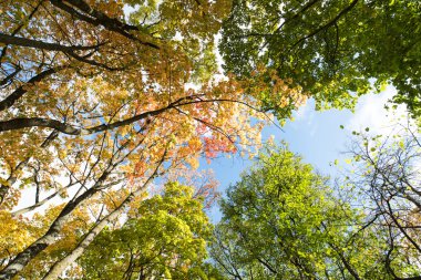 Sarı ağaçlar ve mavi gökyüzü ile sonbahar arka plan