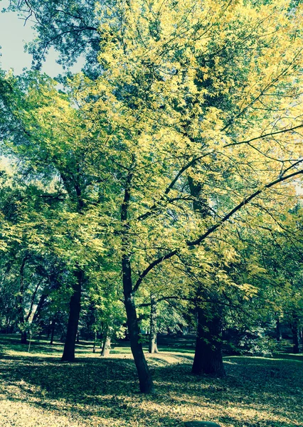 Herfst Park Met Bomen Achtergrond — Stockfoto