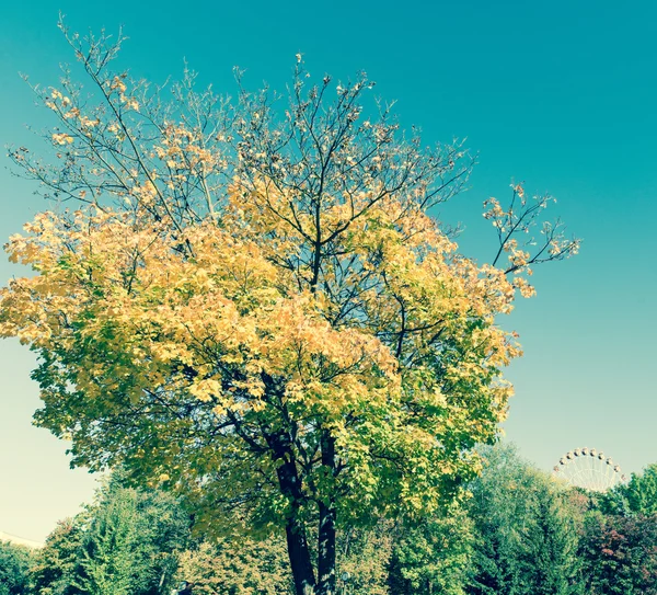以树木为背景的秋季公园 — 图库照片