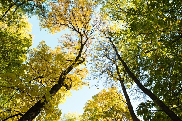 Parque Otoño Con Árboles Fondo —  Fotos de Stock