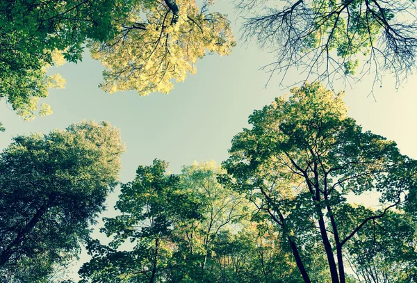 Parque Otoño Con Árboles Fondo —  Fotos de Stock