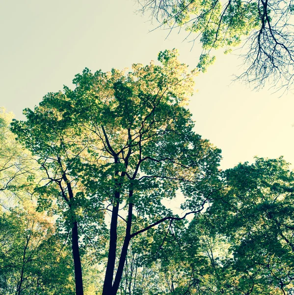 Podzimní Park Stromy Pozadí — Stock fotografie