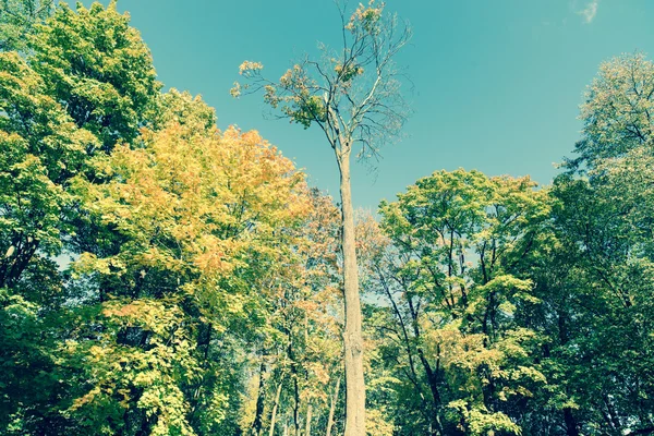 Autumn Park Trees Background — Stock Photo, Image