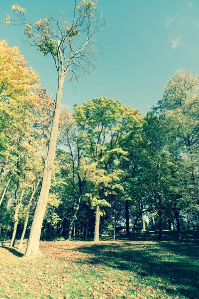 Herfst Park Met Bomen Achtergrond — Stockfoto