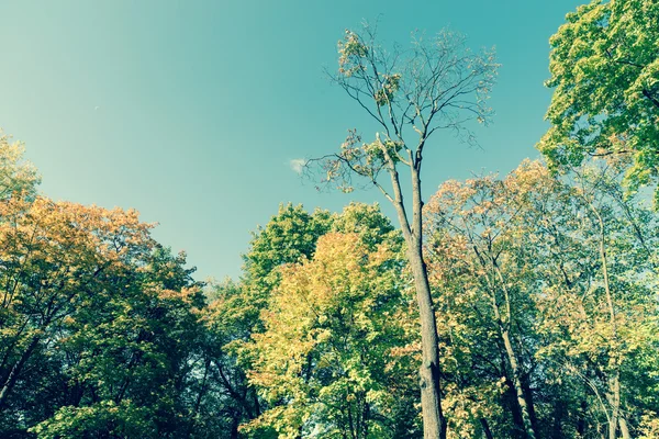 Autumn Park Trees Background — Stock Photo, Image