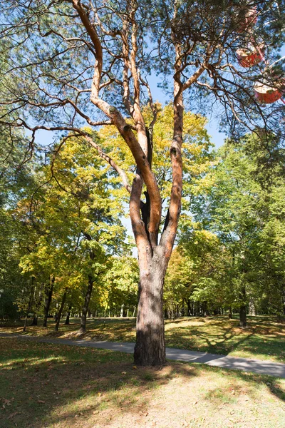 Autumn Park Trees Background — Stock Photo, Image