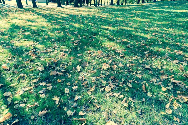 Осенний Парк Травой Листьями Городе — стоковое фото