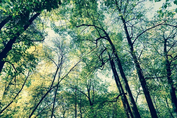 Podzimní Park Stromy Pozadí — Stock fotografie