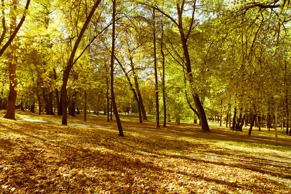 Herfst Park Met Bomen Achtergrond — Stockfoto