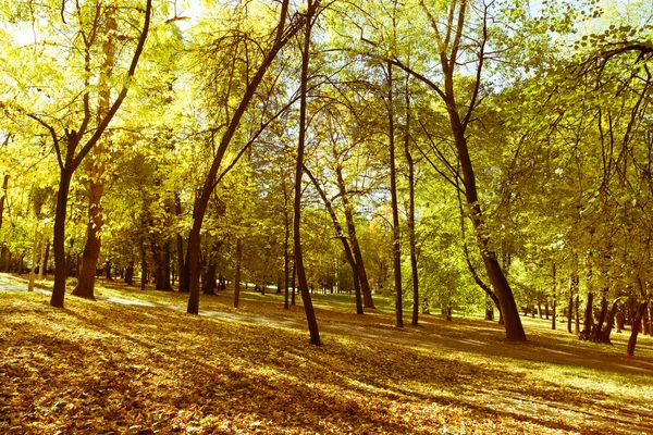 Parque Otoño Con Árboles Fondo —  Fotos de Stock