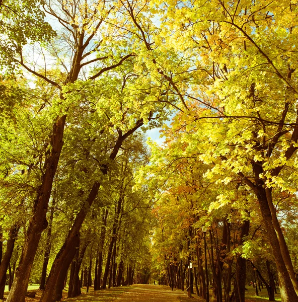 Herfst Achtergrond Met Gele Bomen Blauwe Hemel — Stockfoto