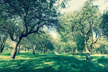 Yaşlı ağaçların bahar Park arka plan üzerinde kapat