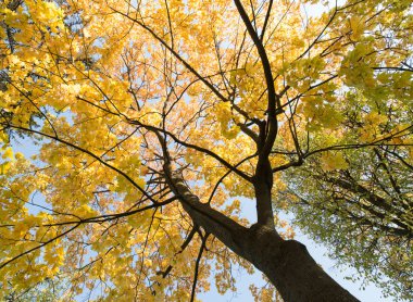 Sarı ağaçlar ve mavi gökyüzü ile sonbahar arka plan