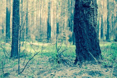 Manzara/tonda fotoğraf arka plan bahar, yakın çekim