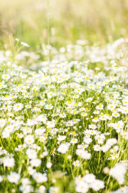 Papatya çiçekler bahar çayır