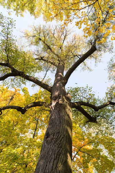Autumn Background Yellow Trees Blue Sky — Stock Photo, Image