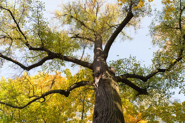 Autumn Background Yellow Trees Blue Sky — Stock Photo, Image