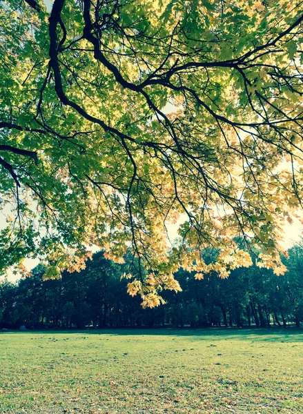 Fondo Otoñal Con Árboles Amarillos Cielo Azul —  Fotos de Stock