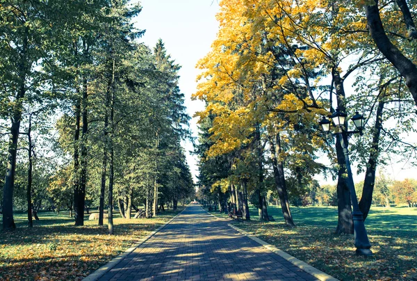 Herfst Achtergrond Met Gele Bomen Blauwe Hemel — Stockfoto