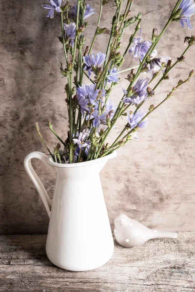 Flores Chicória Vaso Fundo Close — Fotografia de Stock