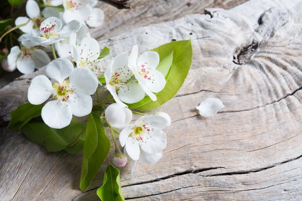 Blossom Branch Background Close — Stock Photo, Image