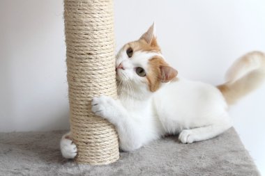 Kırmızı ve beyaz kedi ve tırmalamak posta