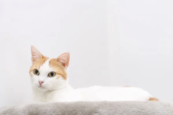 Portret van rode en witte rust kat — Stockfoto