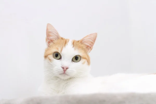 Portret van rode en witte kat kijken naar de camera — Stockfoto
