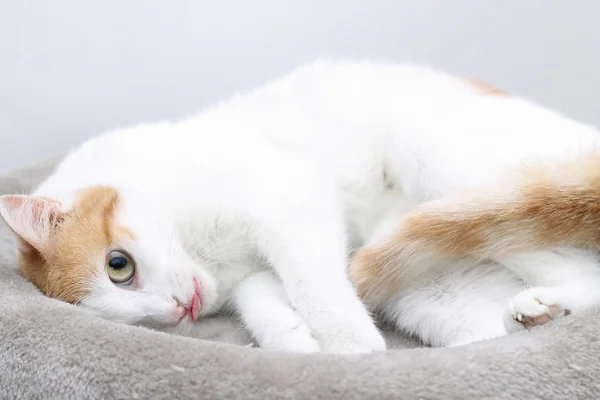 Kucing muda tidur di tempat tidur dengan lidah keluar — Stok Foto