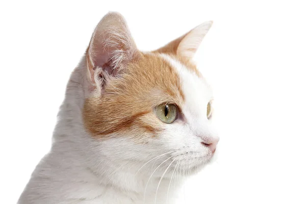 Retrato de gato hembra rojo y blanco Imágenes de stock libres de derechos