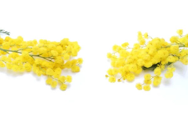 Mimosa on white background — Stock Photo, Image