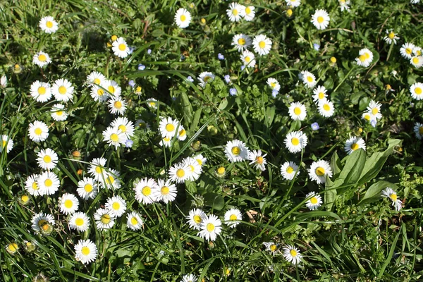 Daisies in meadow — Stock Photo, Image