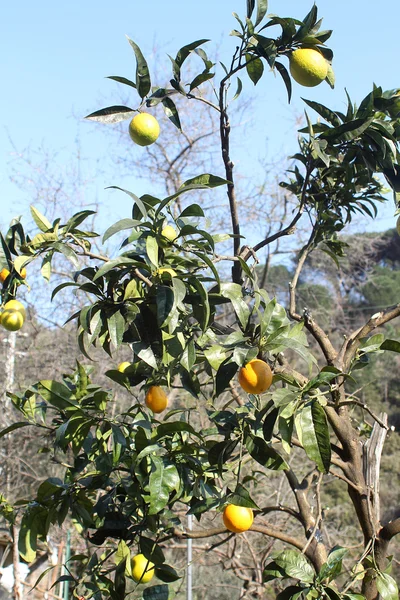Лимонів на дереві — стокове фото