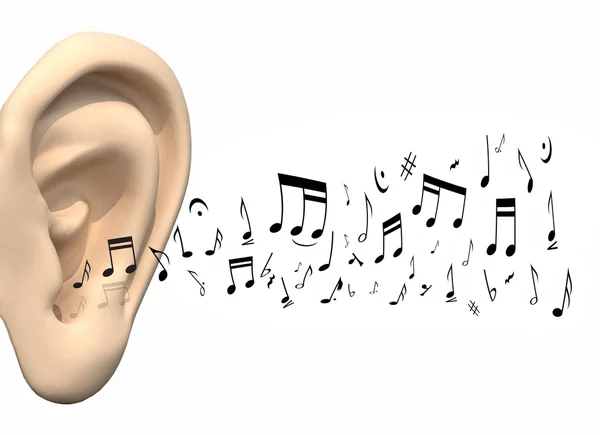 Oído musical fotos de stock, imágenes de Oído musical sin royalties |  Depositphotos