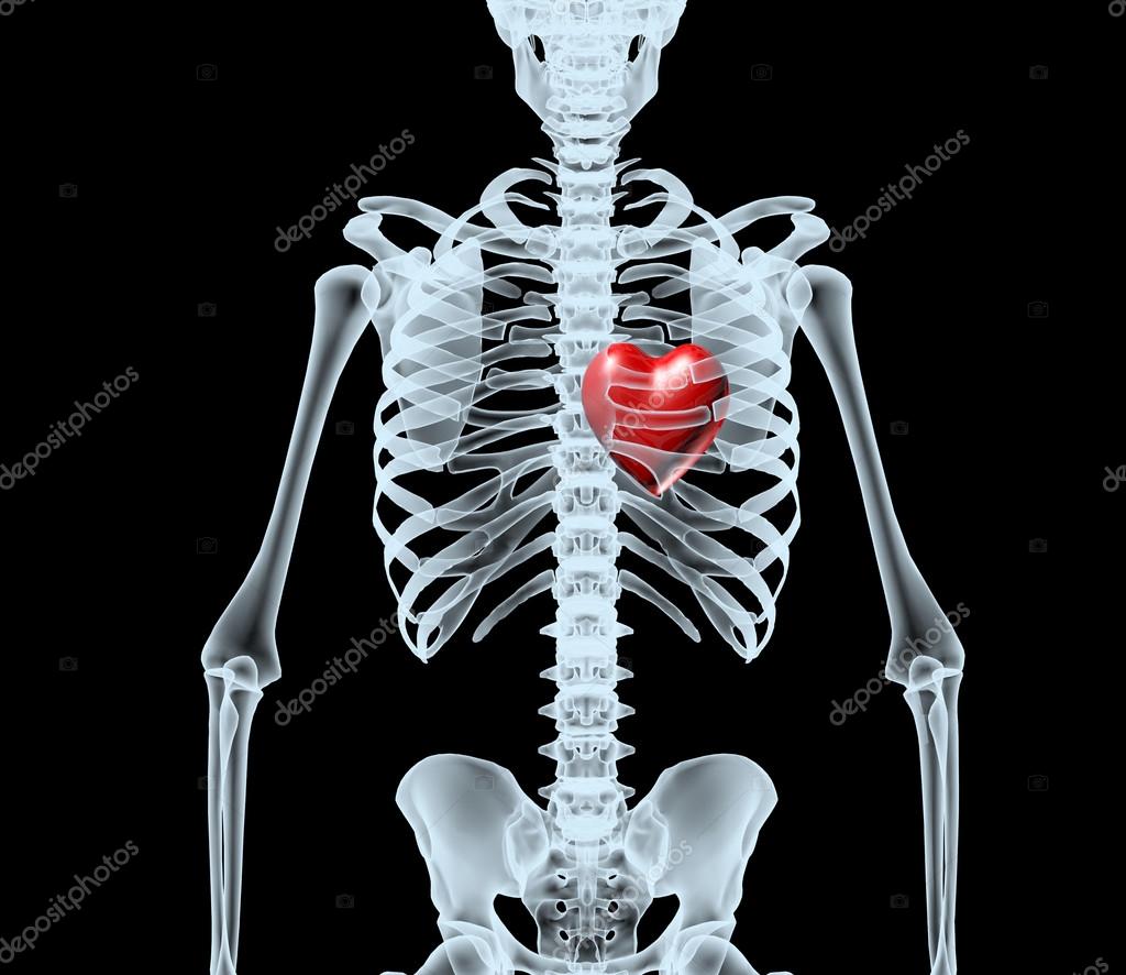 Skeleton XRay displaying red heart — Stock Photo © fabioberti.it 73865193