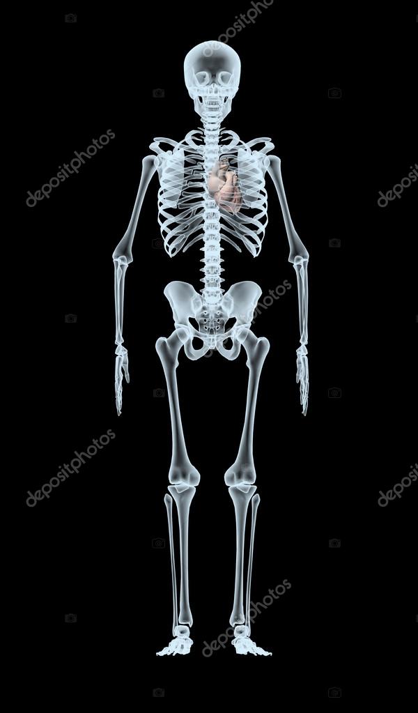 Skelett röntgen visar hjärta — Stockfotografi © fabioberti.it 86708804