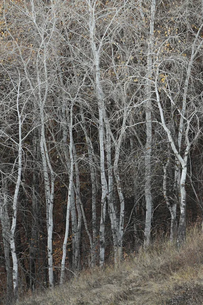 Herbst kahle Baumstämme — Stockfoto