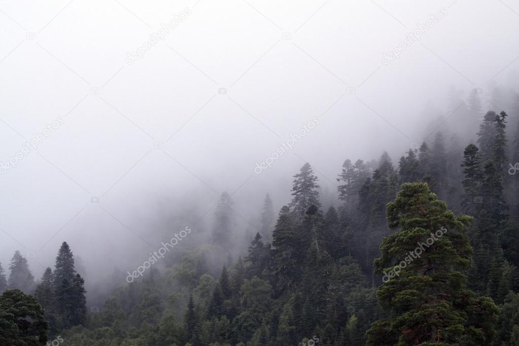 Fog in the forest