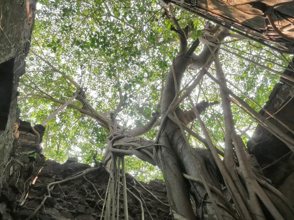 Huge tree in the ruins of the fort — Stock Photo, Image