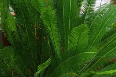 Yeşil yapraklı palmiye ağaçları