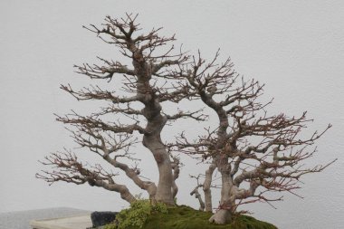 Parkta bir ağaç manzarası